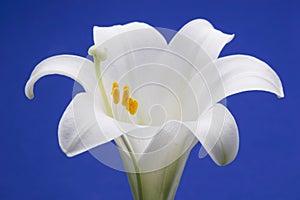 Easter Lily