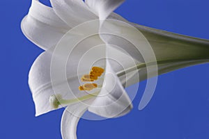 Easter Lily