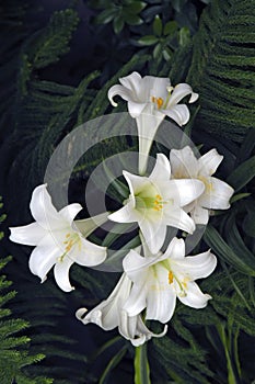 Easter lily