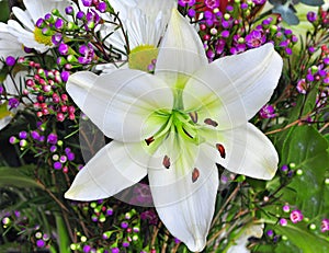 Easter Lily photo