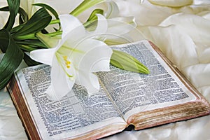 Lily laying on a antique bible on Easter morning photo