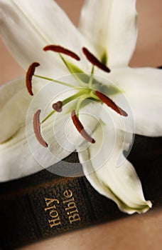 Easter lily on Bible