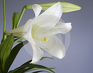 Easter Lily Plant