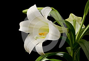 Easter Lily Blossom photo
