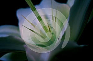 Easter Lily close up backlight