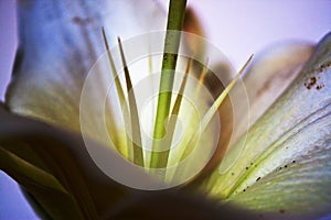 Easter Lily close up pistil