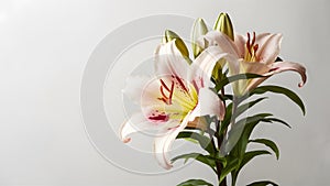 Easter lily flower showcased in isolated elegance on white backdrop