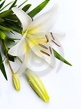 Easter lily flower on white background