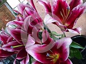 Easter lily flowers in bloom have purple shades of pink with white gradations