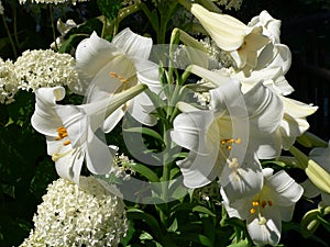 Easter Lily (lilium longiflorum) photo