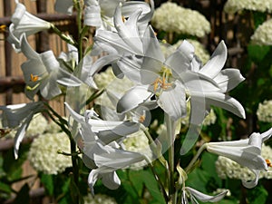 Easter Lily (lilium longiflorum)