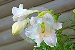 Easter Lily (lilium longiflorum) blooming