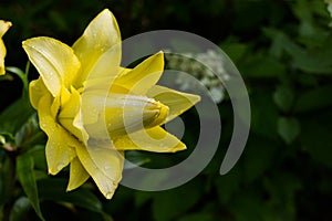 Easter Lily,Longflower Lily,closeup of yellow lily flower in full bloom.Beautiful yellow Hemerocallis on green nature