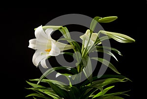 Easter Lily