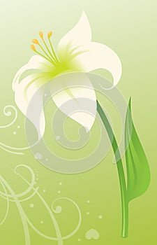 Easter Lily