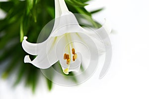 Easter Lily solitaire high key