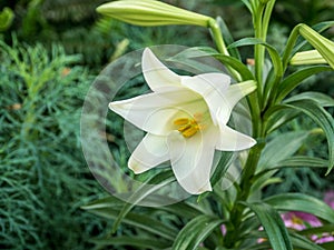 Easter Lily triumphant