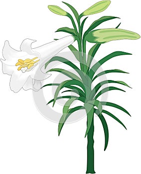 Easter Lily Vector Illustration