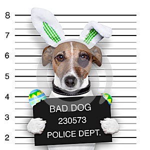 Easter mugshot dog