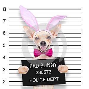 Easter mugshot dog