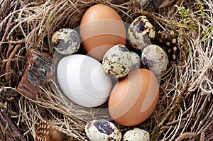 Easter nest of birch twigs and green moss with chicken and quail eggs on wooden background