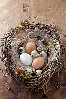 Easter nest of birch twigs and green moss with chicken and quail eggs on wooden background