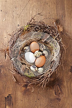 Easter nest of birch twigs and green moss with chicken and quail eggs on wooden background