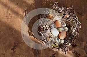 Easter nest of birch twigs and green moss with chicken and quail eggs on wooden background