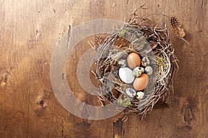 Easter nest of birch twigs and green moss with chicken and quail eggs on wooden background