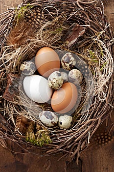 Easter nest of birch twigs and green moss with chicken and quail eggs on wooden background