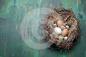 Easter nest of birch twigs and moss with chicken and quail eggs on green wooden background