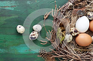 Easter nest of birch twigs and moss with chicken and quail eggs on green wooden background