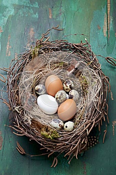 Easter nest of birch twigs and moss with chicken and quail eggs on green wooden background