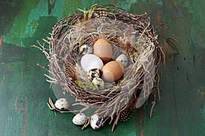 Easter nest of birch twigs and moss with chicken and quail eggs on green wooden background