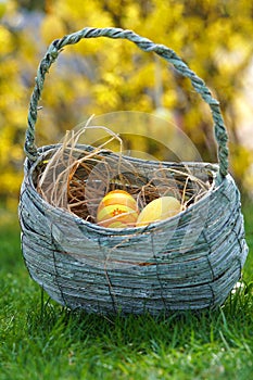 Easter nest on the meadow with gorse in the background