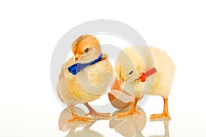 Easter party chickens - isolated