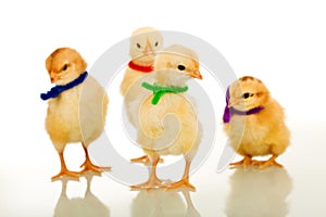 Easter party gang - small chickens isolated