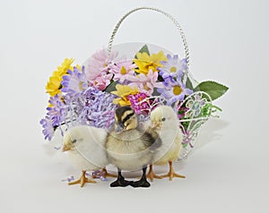 Easter Peeps and Baby Duckling photo