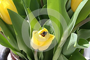 Easter picture with Tulips and bee