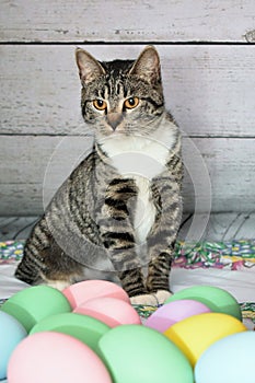 Easter portrait of a Tabby Manx cat