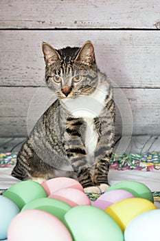 Easter portrait of a Tabby Manx cat