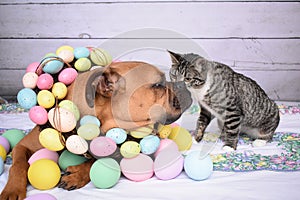 Easter portrait of a Tabby Manx cat and a Boxer breed dog