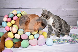 Easter portrait of a Tabby Manx cat and a Boxer breed dog