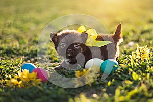 Easter puppy