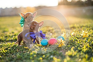 Easter puppy