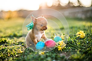 Easter puppy