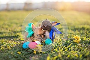 Easter puppy