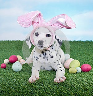 Easter Puppy