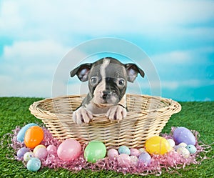 Easter Puppy