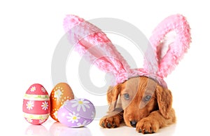 Easter puppy